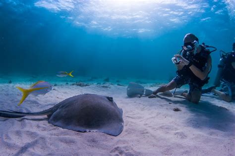 10 Tips for Photographing Marine Life - Underwater360