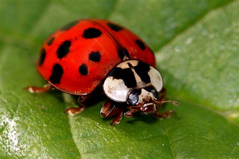 Blog | Facts About Asian Lady Beetles