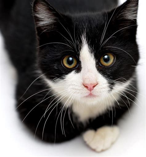 Tuxedo Kitten by Josh Norem on 500px | Pretty cats, Kittens cutest ...