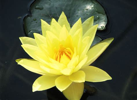 Yellow Lotus Flowers