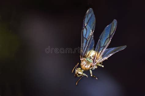 Queen Green Ant Mating Flight with Copy Space Stock Image - Image of ...