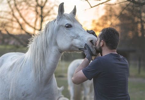 150+ Cool Arabian Horse Names - Animal Hype