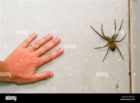 Wolf Spider Size Pictures