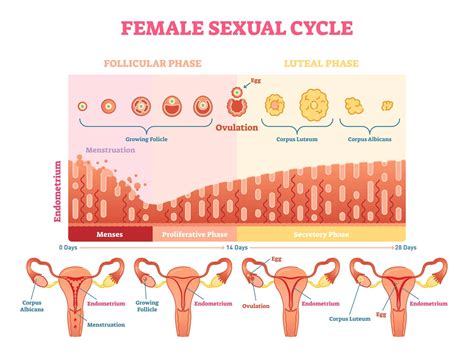 Peak Ovulation Day [How to Maximize Your Fertility] - Postpartum Trainer, MD