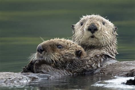 Can You Have an Otter as a Pet?