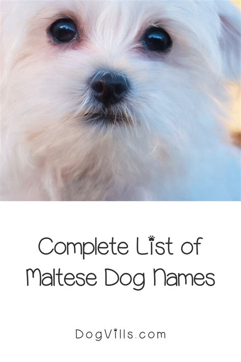 80 Beautiful Maltese Dog Names For Your New Pup - DogVills | Maltese dogs, Dog names, Girl dog names