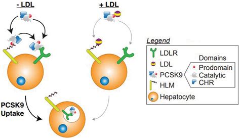 JLR: Study sheds light on function of mysterious PCSK9 mutation