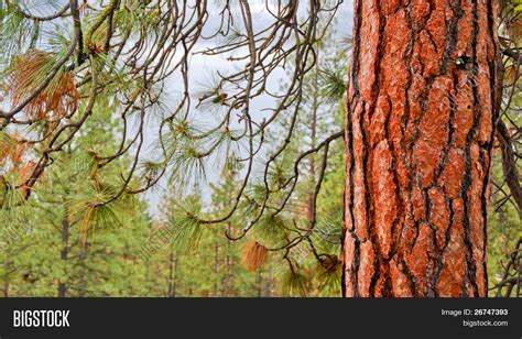 Close Red Pine Tree Image & Photo (Free Trial) | Bigstock