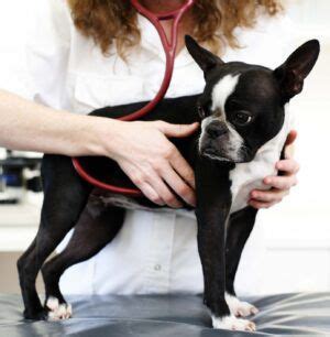 Signs of Heart Disease in Dogs - Whole Dog Journal