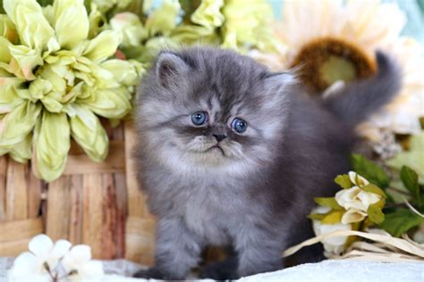 Black Smoke Teacup Persian Kitten