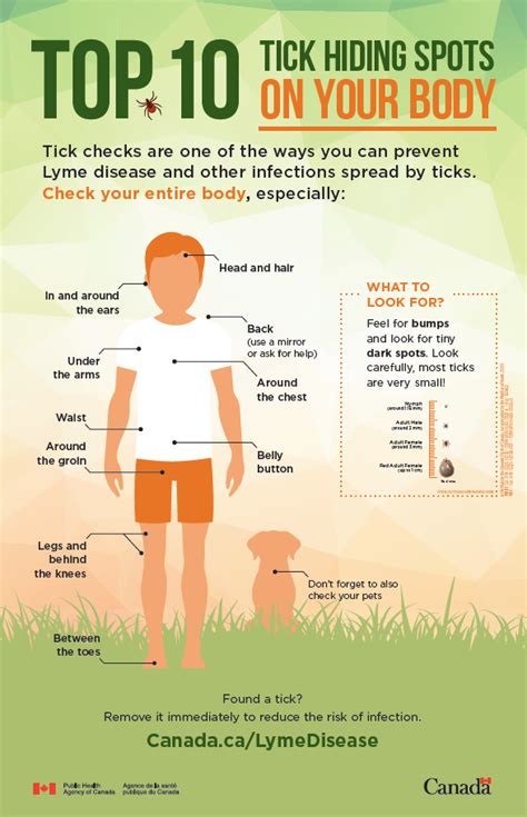 Poster: Top 10 tick hiding spots on your body - Canada.ca