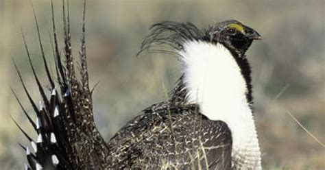 Saving Sage Grouse: A misplaced blame game on Nevada's predators