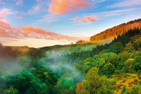 The Woodland Trust at 50: How a car nut with a yellow Ferrari helped save the trees of Britain ...