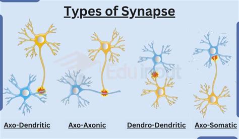 What is Synapse? - Parts, Types, and Mechanism