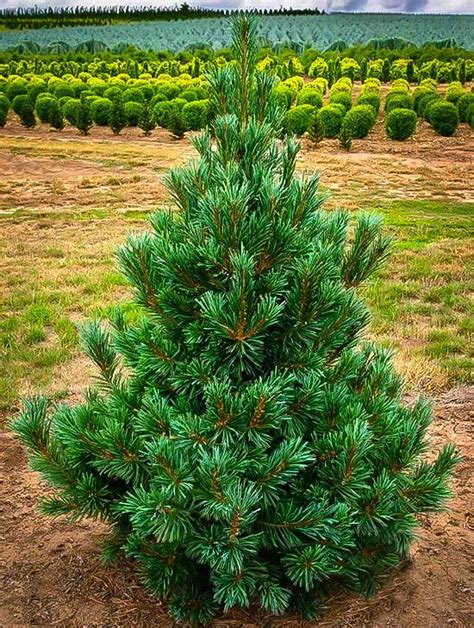 Vanderwolfs Pyramid Limber Pine | Plants, Mulch landscaping, Backyard landscaping