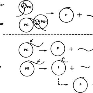 (PDF) Structure and function studies on enzymes with a catalytic carboxyl group(s): From ...