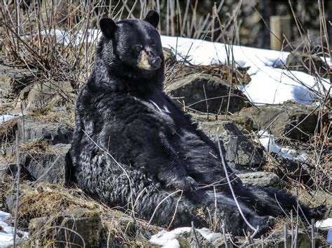 Like all of us, Genie the black bear came out of hibernation last week ...