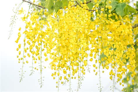 Selective focus Cassia fistula National flower of Thailand Golden ...