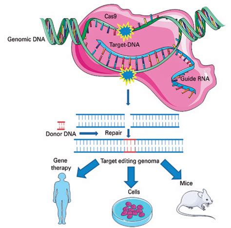 SciELO - Brazil - Gene therapy: advances, challenges and perspectives Gene therapy: advances ...