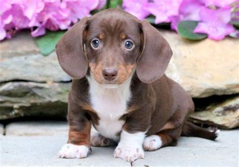 Miniature Dachshund Puppies Rescue - porsche944blog