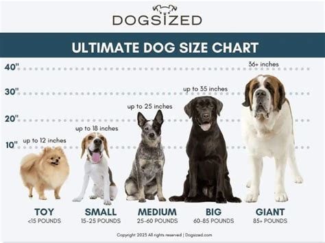 Dog Size Weight Chart and Keeping Track of Your Dog's Weight