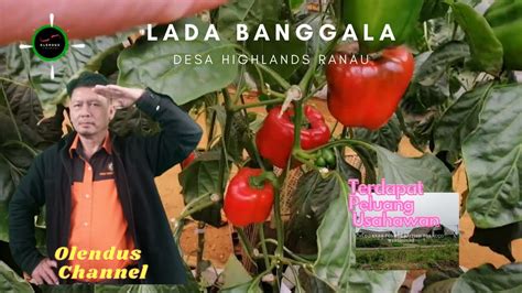 WOW ‼️GREAT PEPPER FERTIGATION CROPS || TANAMAN FERTIGASI LADA 113 BANGGALA 🍅 - YouTube