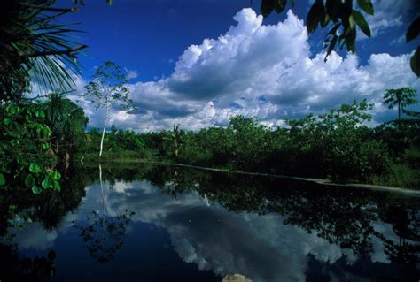 Día Mundial de los Bosques Tropicales: conoce la riqueza forestal del ...