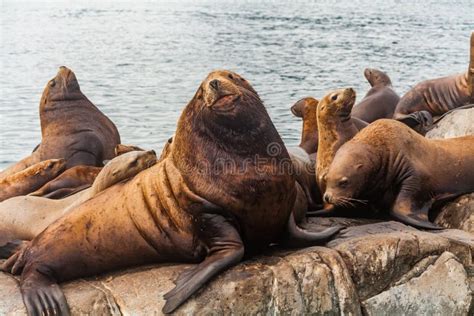 Steller`s Sea Lions, Kenai Fjords National Park, Alaska. Stock Photo - Image of alaska, fjords ...