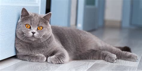 8 Gorgeous Grey Cat Breeds (With Pictures) - Cats.com