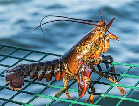 U.K. Recognizes Lobster Sentience | Discover Magazine