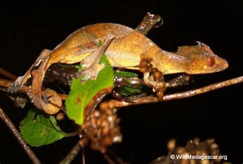 Picture: Uroplatus phantasticus gecko