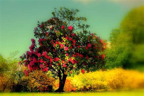 Beautiful Tree Wallpapers - Wallpaper Cave