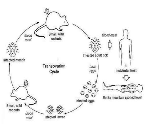 Typhus- Causes, Symptoms, Treatment, Diagnosis and Prevention :: Galleria Community Health and ...