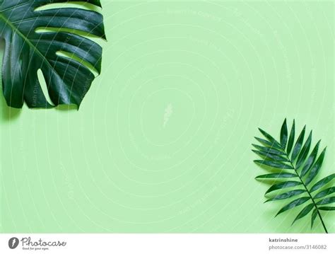 Light Green Background Leaf / Get your stunning green background ...