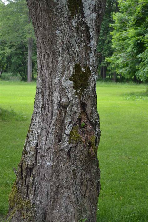 How to Grow Butternut (White Walnut) Trees | Gardener’s Path