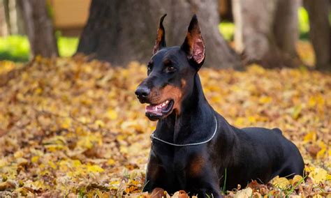 German Pinscher vs Doberman: Is There a Difference? - A-Z Animals