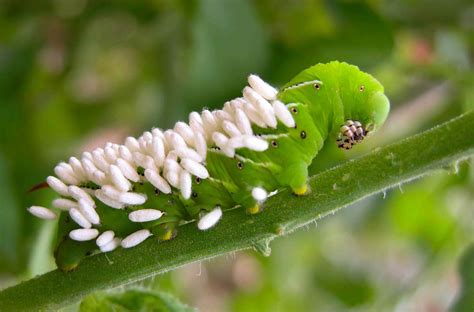 Tomato Hornworm (Five-spotted Hawkmoth): Identification, Life Cycle, Facts & Pictures