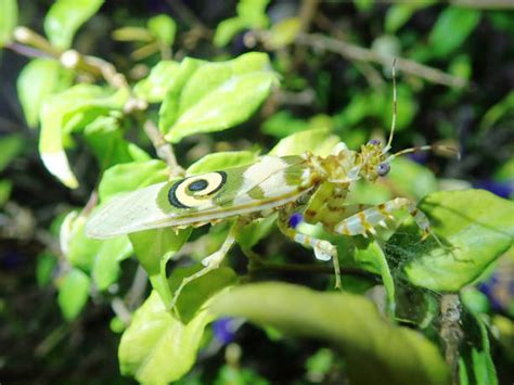 Praying Mantis Camouflage Stock Photos, Pictures & Royalty-Free Images ...