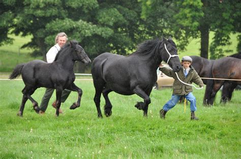 archedales portfolio - English version - Breed Portrait - Dales Pony Profile