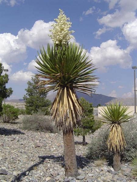 The Hilltop Landscape Architects and Contractors » Plants and Trees for ...