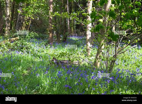 Bluebells flowering in swithland woods Stock Photo - Alamy