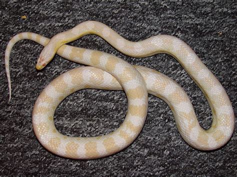 Snow Cornsnake in 2020 | Corn snake, Snake, Animal behavior