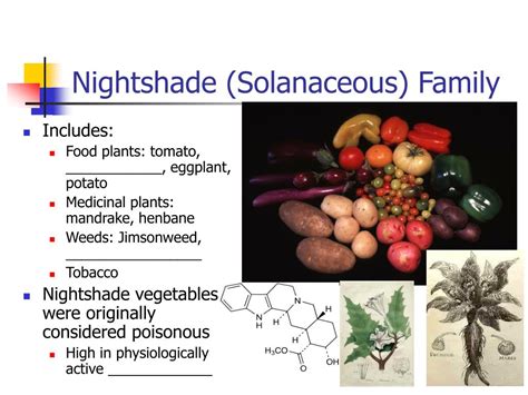 PPT - Nightshade (Solanaceous) Family PowerPoint Presentation, free download - ID:554223