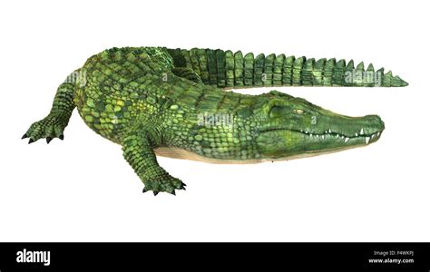 3D digital render of a green crocodile isolated on white background Stock Photo - Alamy