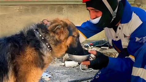 100 Acts of kindness to animals that will restore your faith in ...