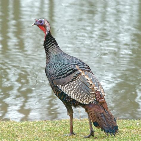 7 Ways To Improve Wild Turkey Habitat | Albert Land Management