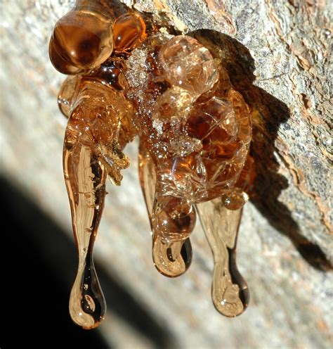 Tree Sap | Sap from trunk of my grapefruit tree | Tom Cardinale | Flickr