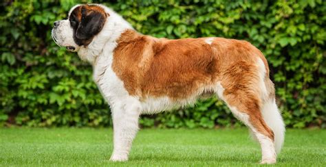 Saint Bernard Breed Guide (Lifespan, Size & Characteristics)