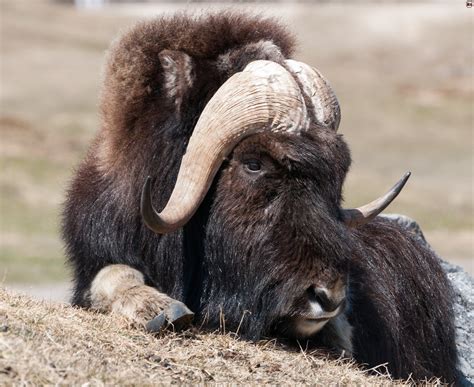 Muskox - Hunting Affair