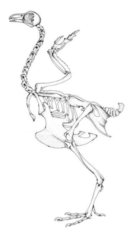 Pigeon skeleton Diagram | Quizlet